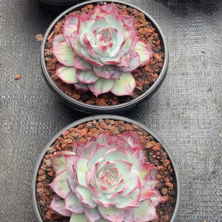 双面拉丝惊鸿2颗脱土发