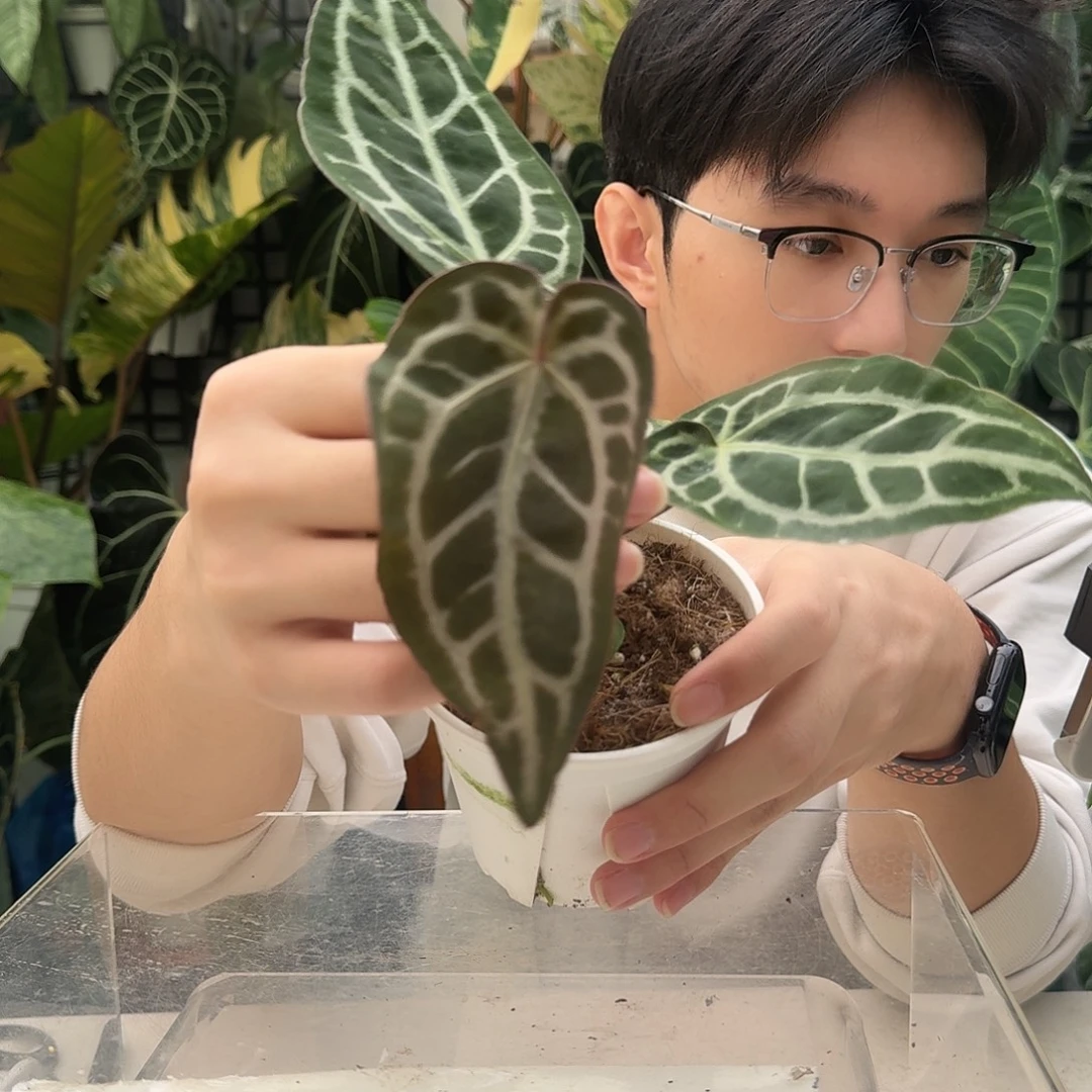 完全开放R52红水晶杂南美水晶