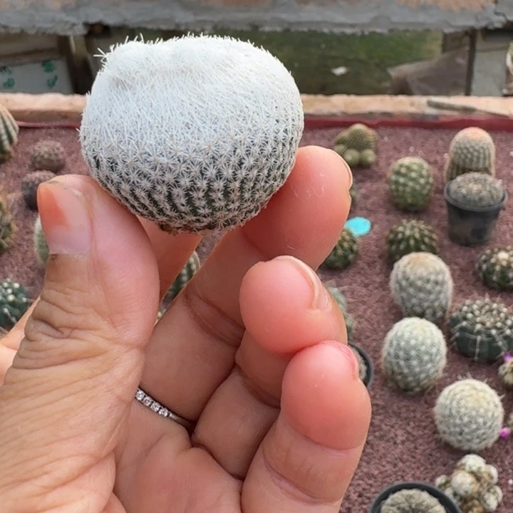 仙人球,伊朗丸,有根