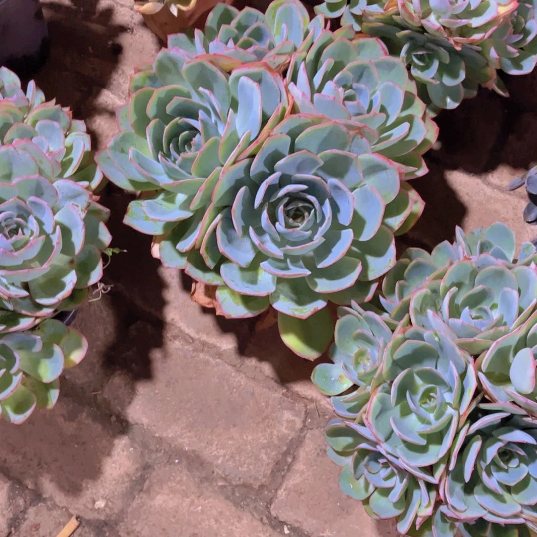 唐***啦多肉植物保护研究所