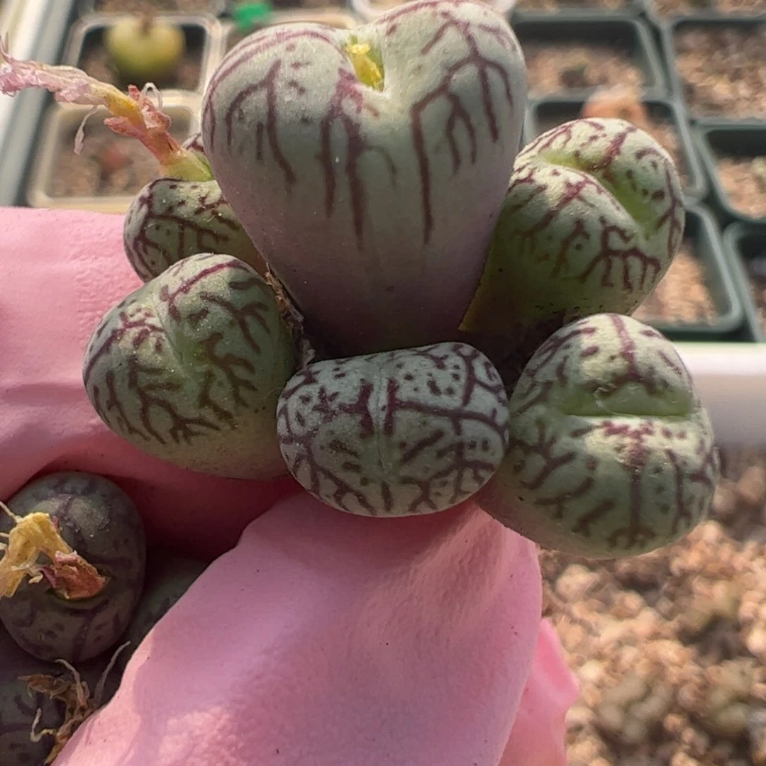 586好看的多肉冲冲冲