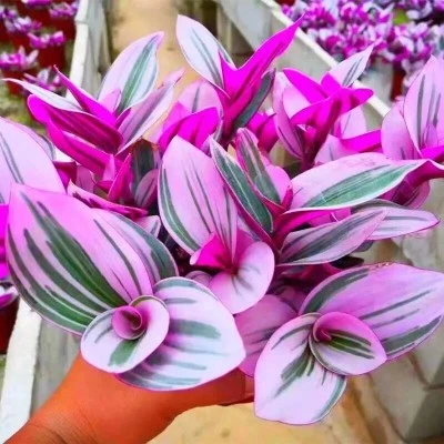 油画婚礼吊兰婚礼吊兰锦紫露草锦多肉植物 婚礼吊兰彩色观叶多肉