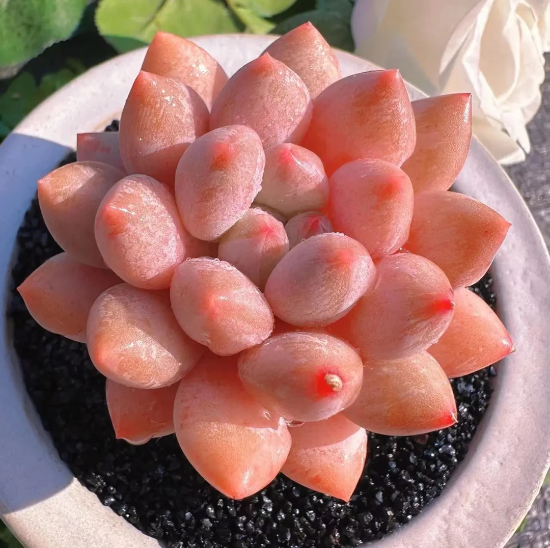 半夏  精品多肉办公室阳台绿植园艺盆栽花卉庭院多肉植物