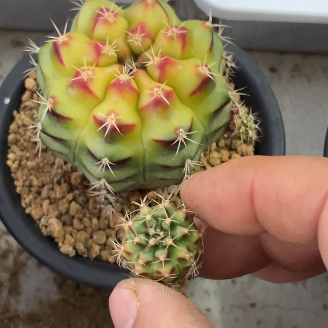 当前无花朵，栽培后可花朵烈焰红唇