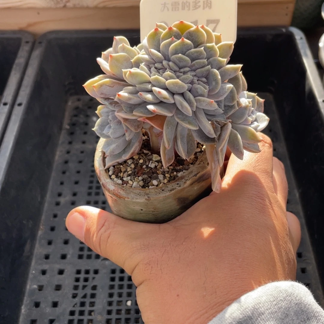 0117汉堡缀不带盆10厘米