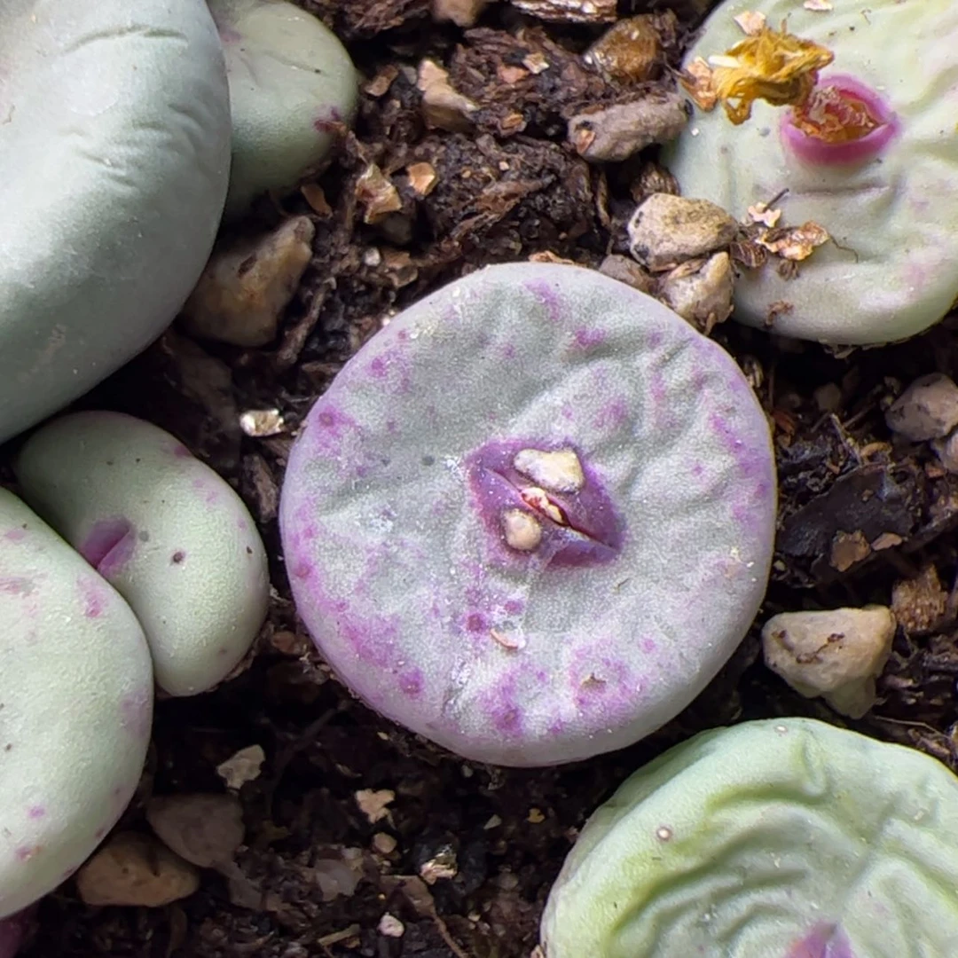 【闪购商品】00000000024