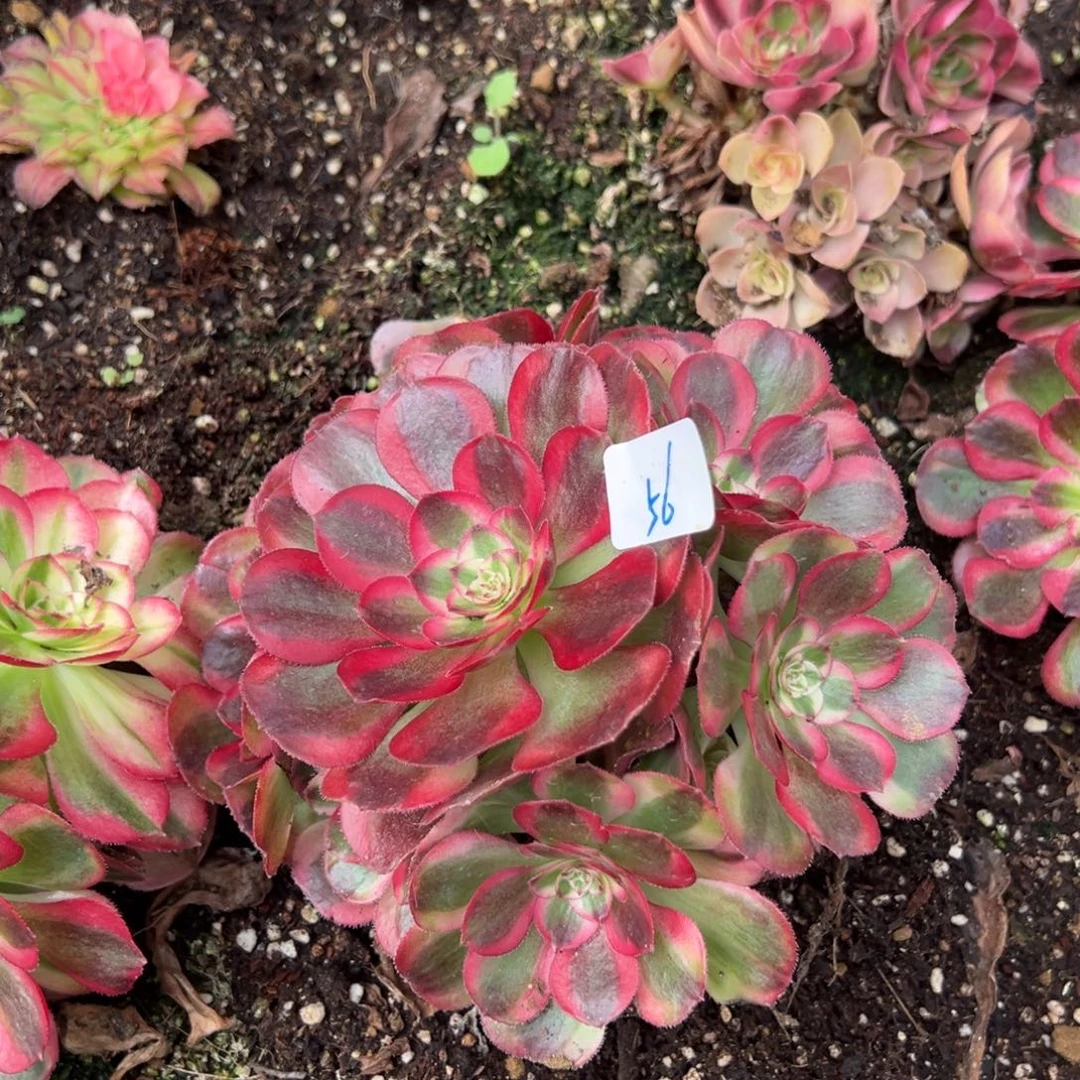 56鸿运多肉嘻嘻嘻