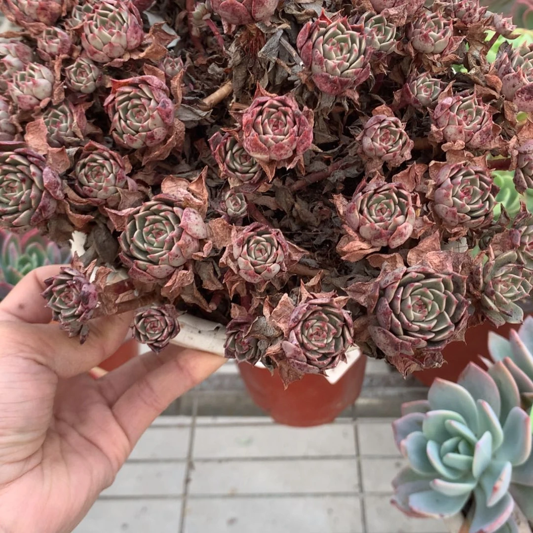 果**台奥利维亚多肉植物群生