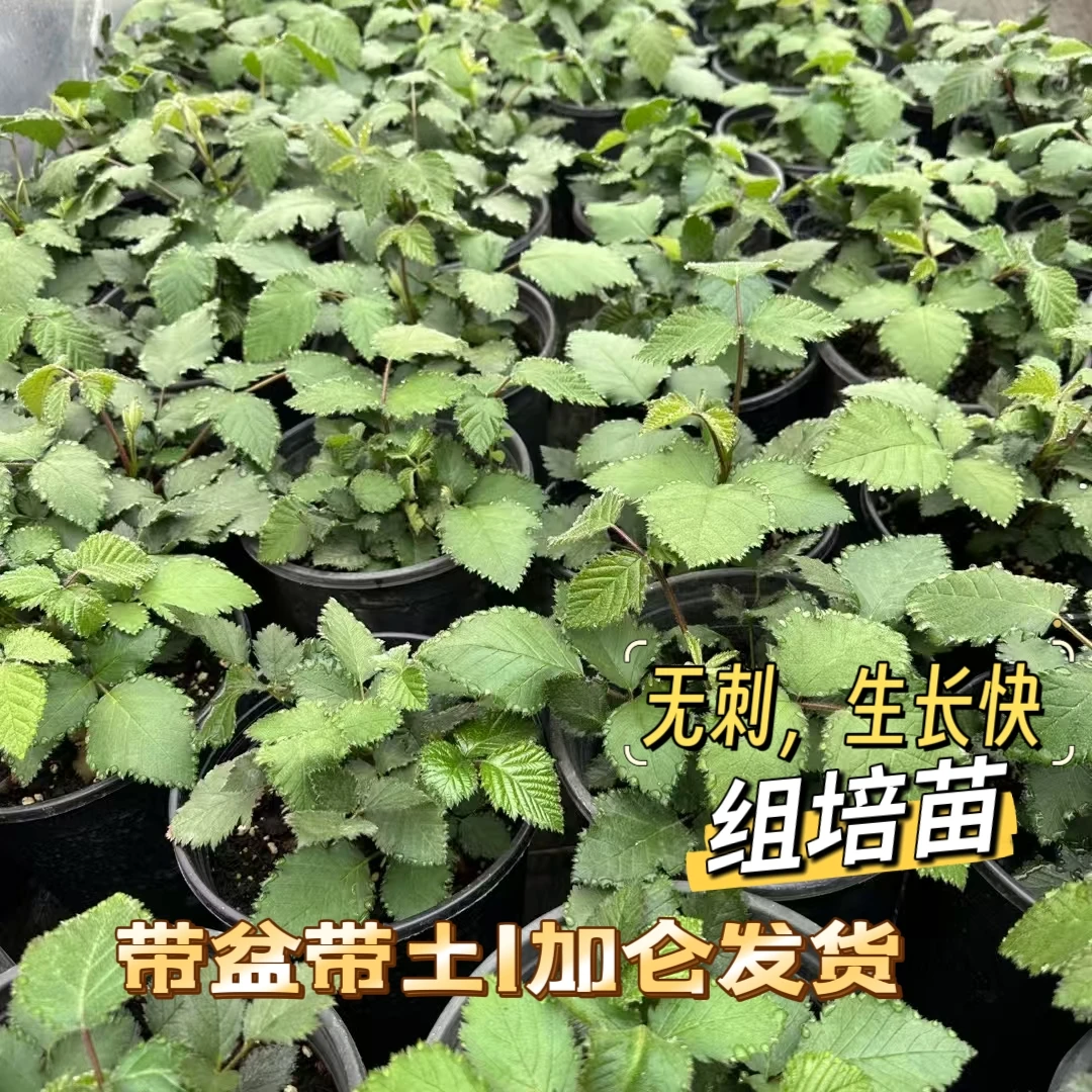 四季可种黑树莓苗带盆土南北方种植盆栽葡萄地栽当年结果圆叶