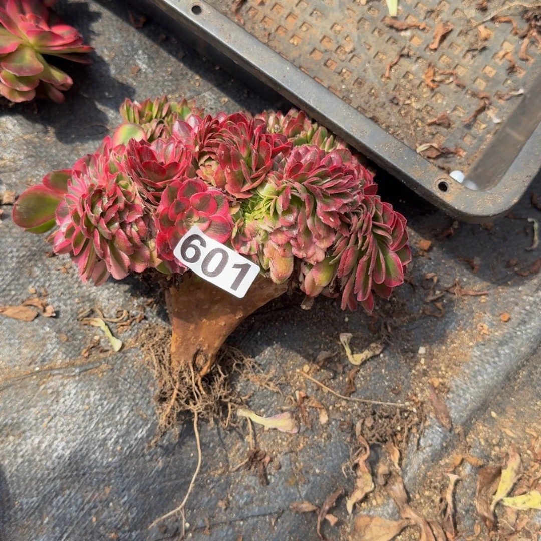 601多肉植物荔枝缀两颗