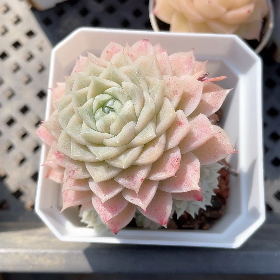 我****?优选4号女王018