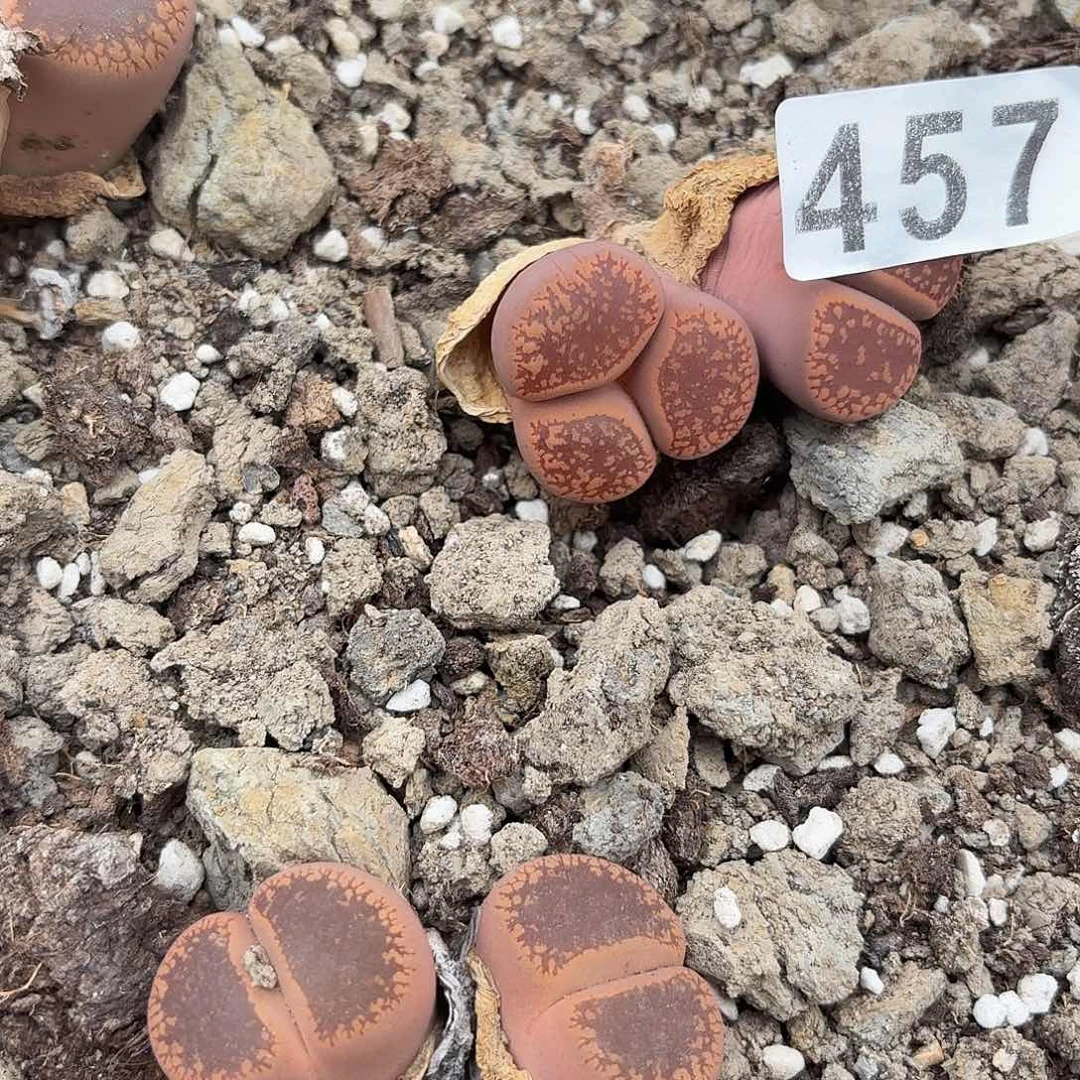 生石花一物一拍457