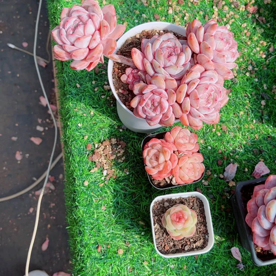 爱****灰风靡园艺石榴籽星影群