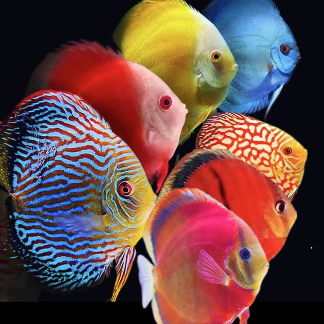 高端精品七彩神仙鱼野血系列幼鱼亚成鱼热带淡水鱼观赏鱼包邮包损