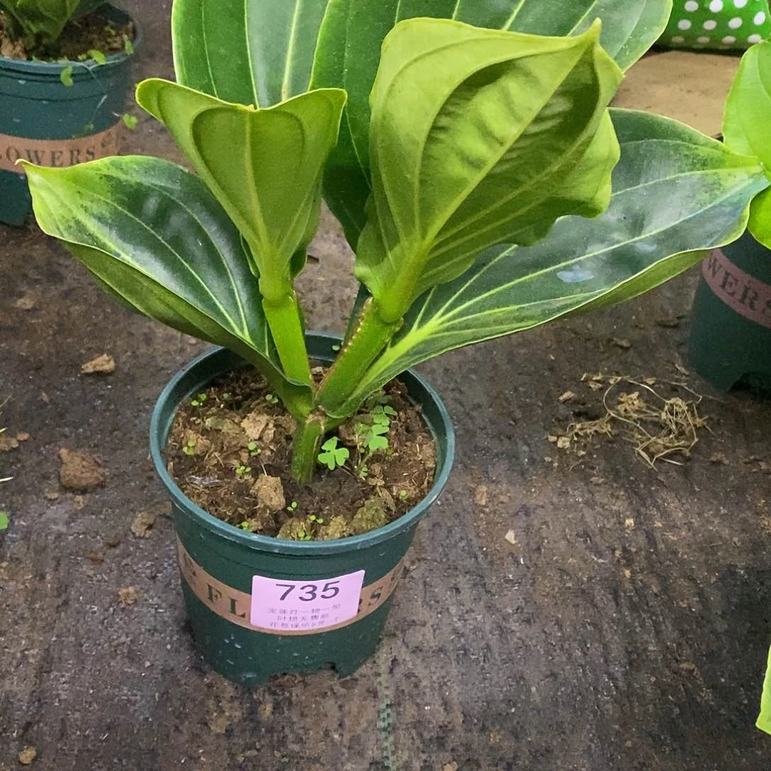 木本植物全*木本花卉735