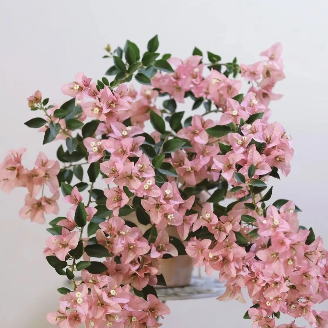卡亚塔三角梅四季开花（运输掉花落叶不包售后，换盆无售后）