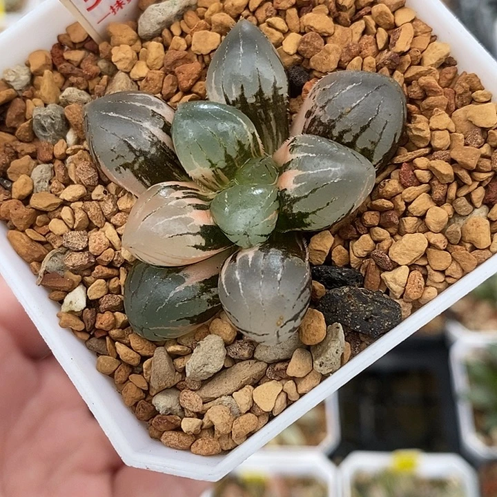 381糯玉露锦一物一拍