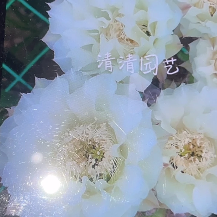 清清玉洁侧牙歪瑕疵
