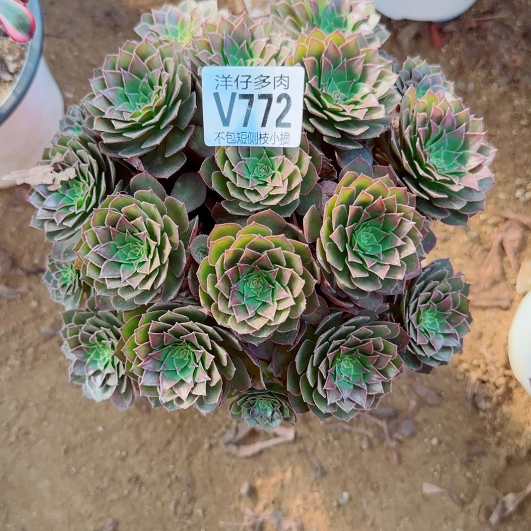 红魔玫瑰发师772冠幅20