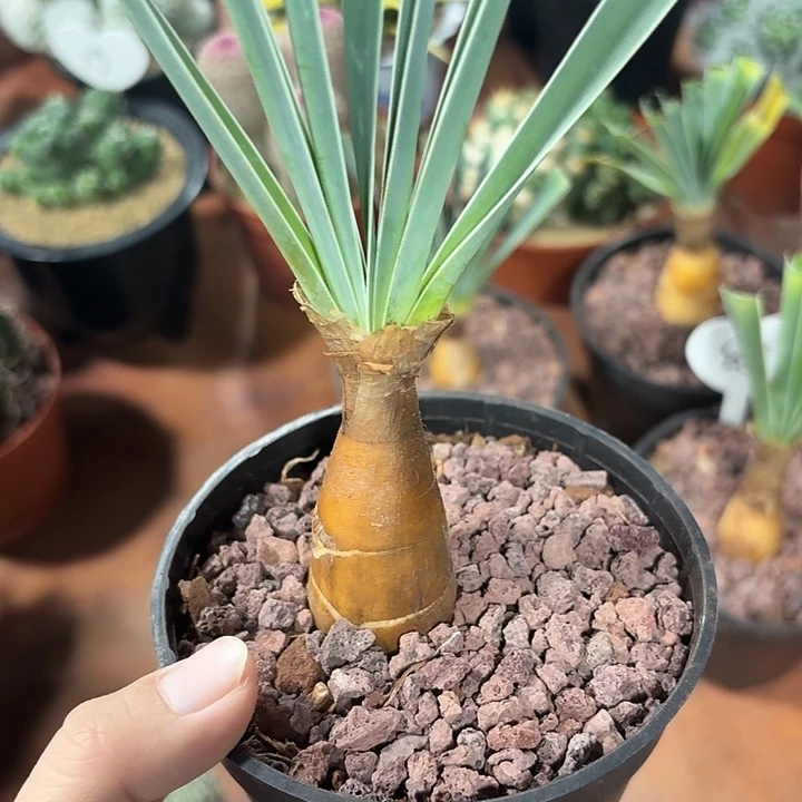 42号巨凤之卵仙人球