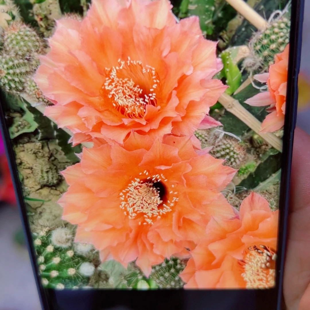 下38彩草果粒橙歪无根侧芽4公分左右20包邮