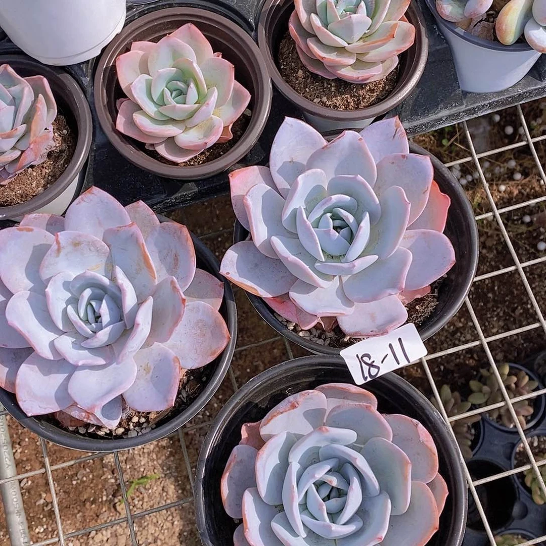 18-11 白莲母本大单头一颗量拍