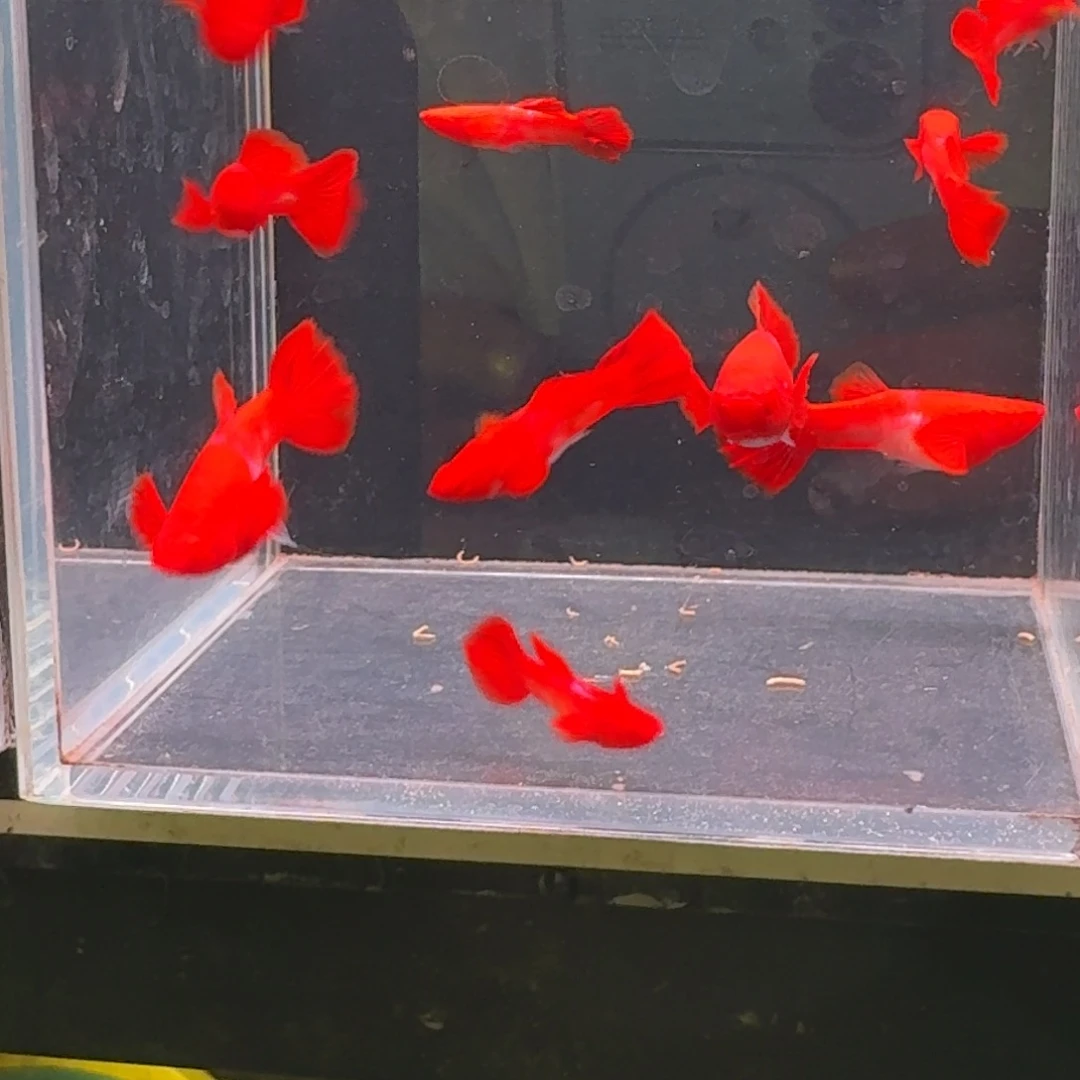 孔雀鱼双分水5对10条小号