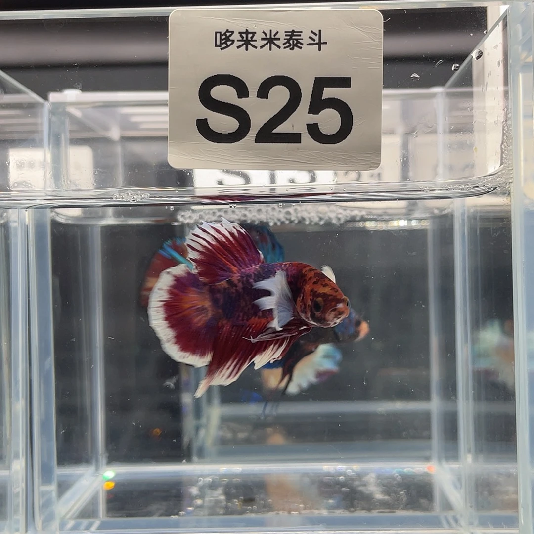 斗鱼11.24早025号漫画大耳将军公 025