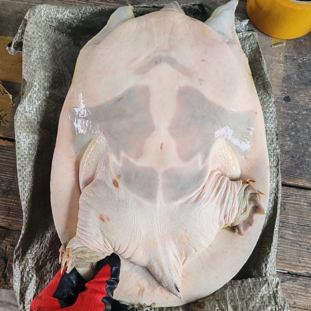 2号，农村土甲，所见即所得，鲜活包邮！（直播改价链接）