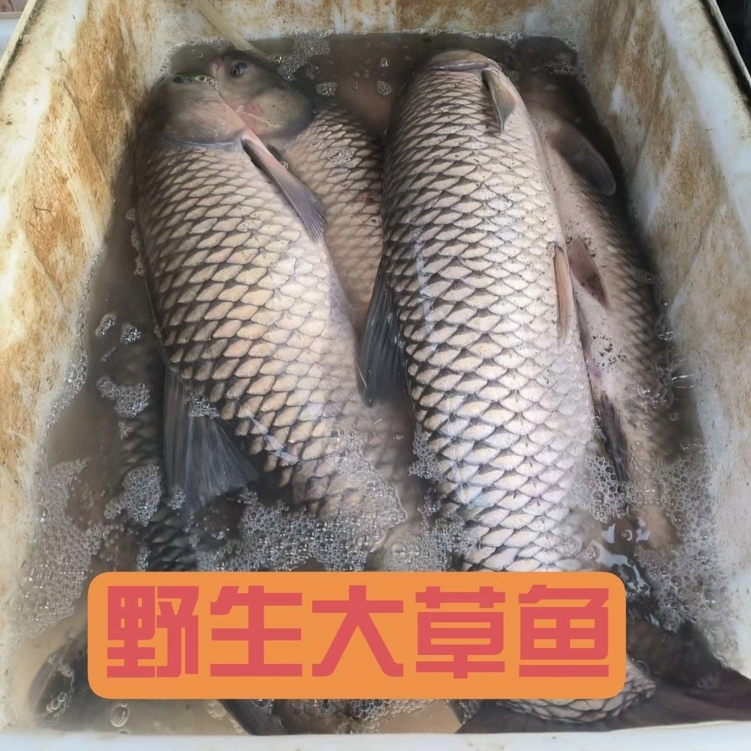 东北冷水大草鱼 8斤到25斤