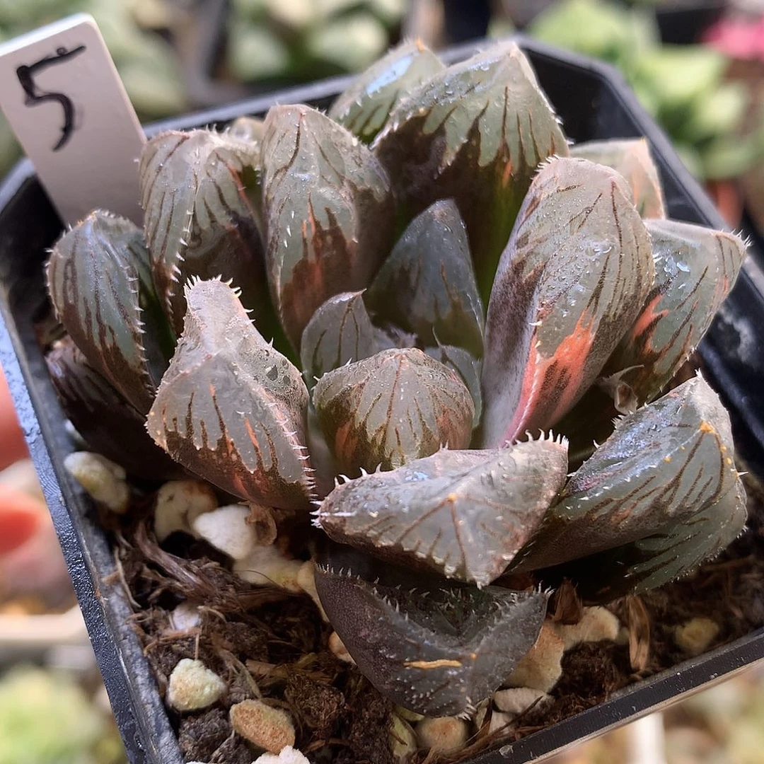 巨大化赤斑玉露锦带盆土