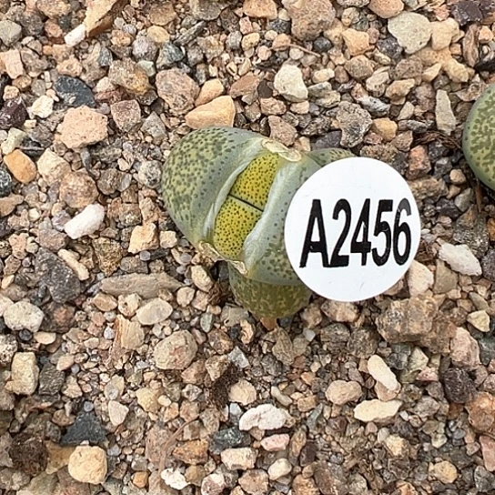 2456.黄绿碧琉璃