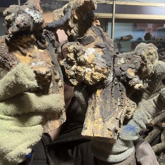 香榧木8**9火琉璃的毛料摆件