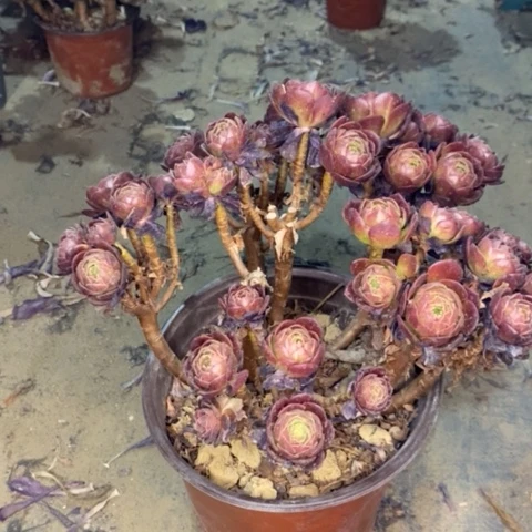 赤焰莲有断枝002