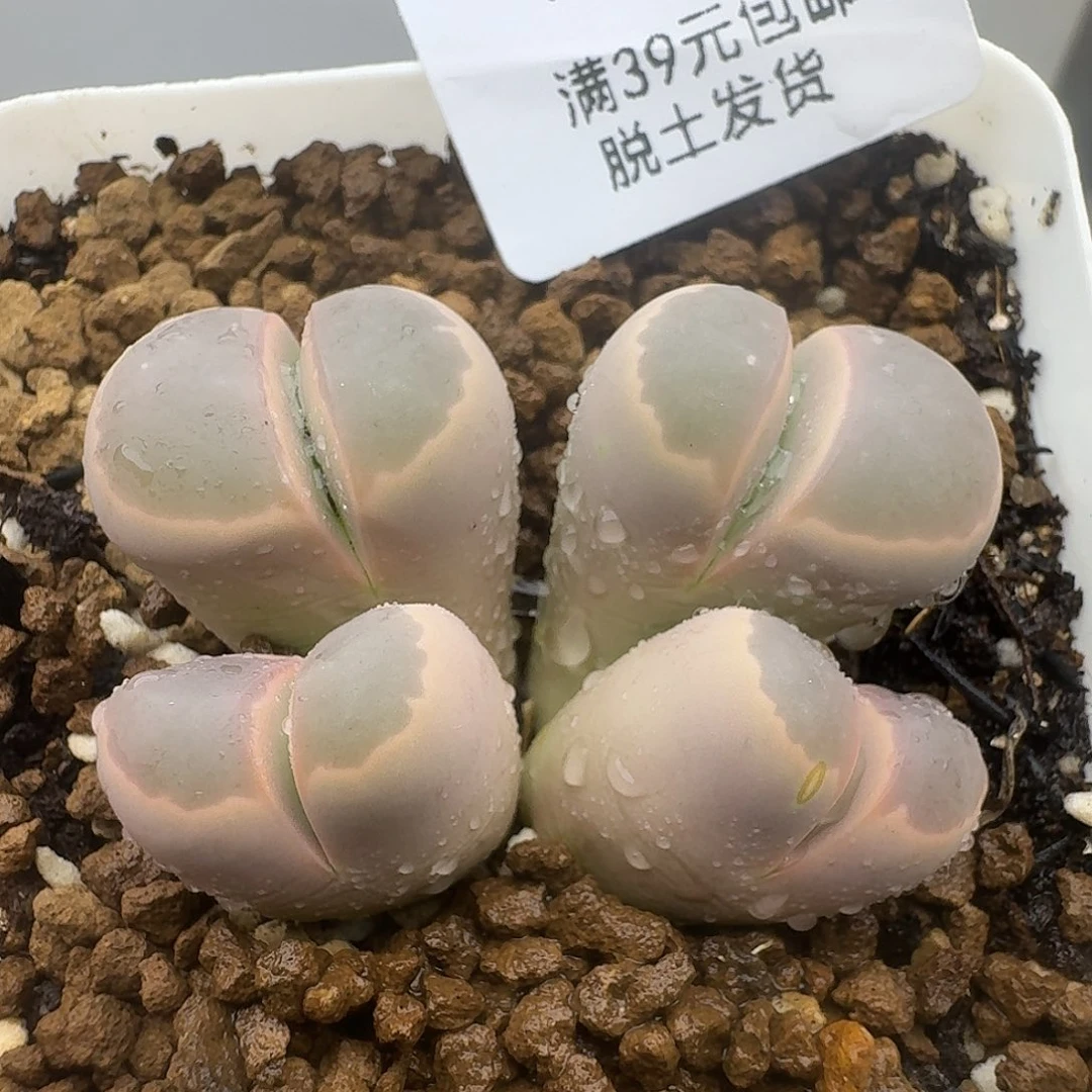 71多肉哈哈哈哈哈哈哈哈