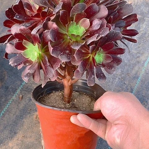 757欧若拉多肉植物