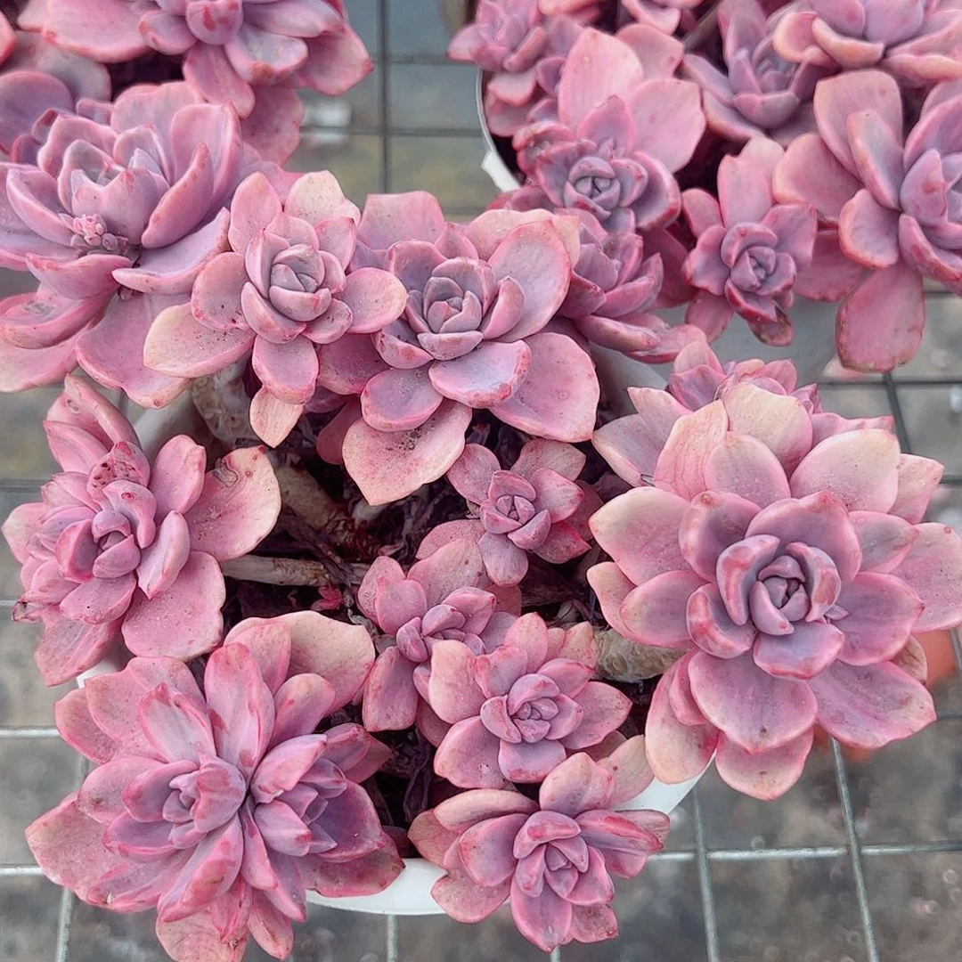 理查德夫人多头造型精品