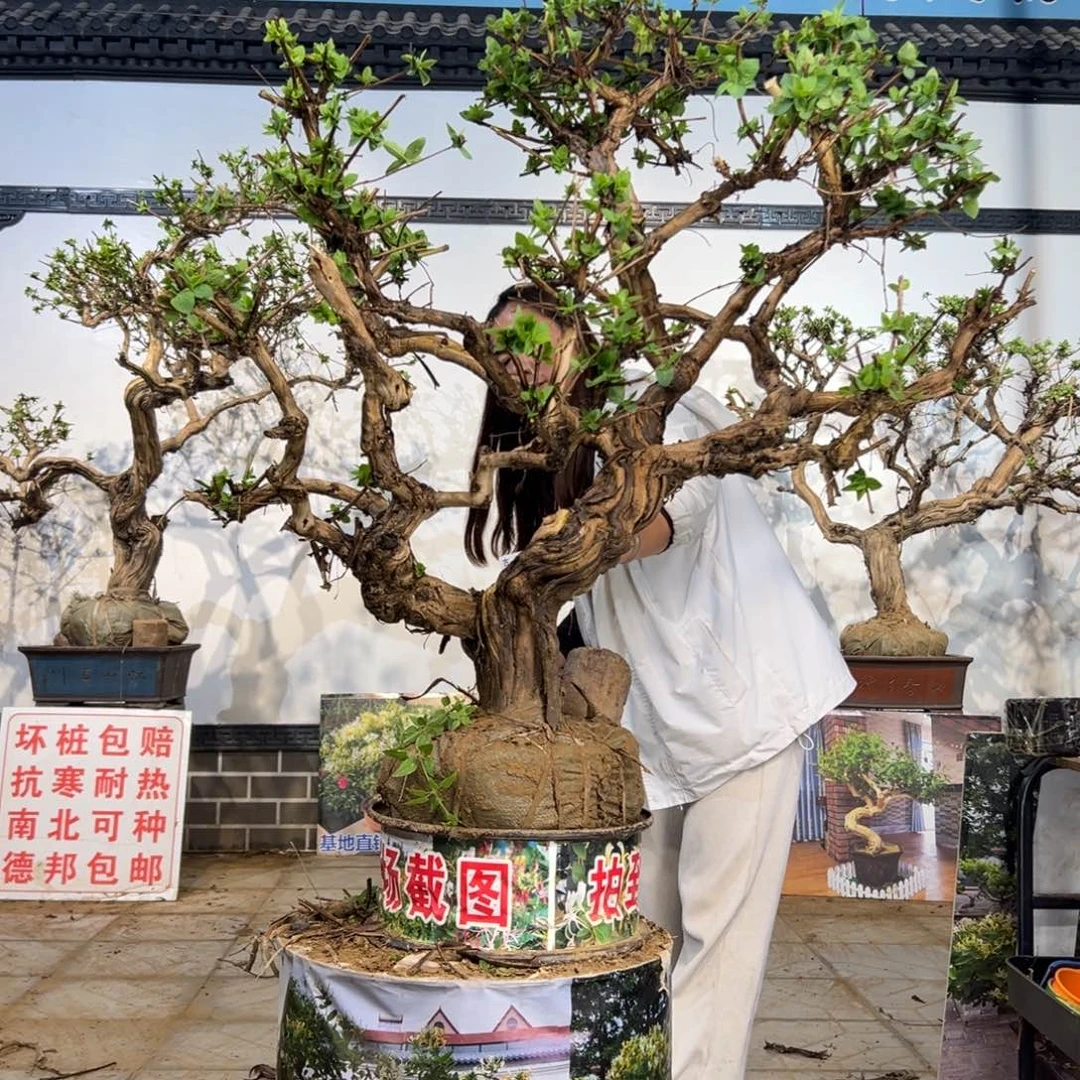 完全开放金银花盆景88888888888