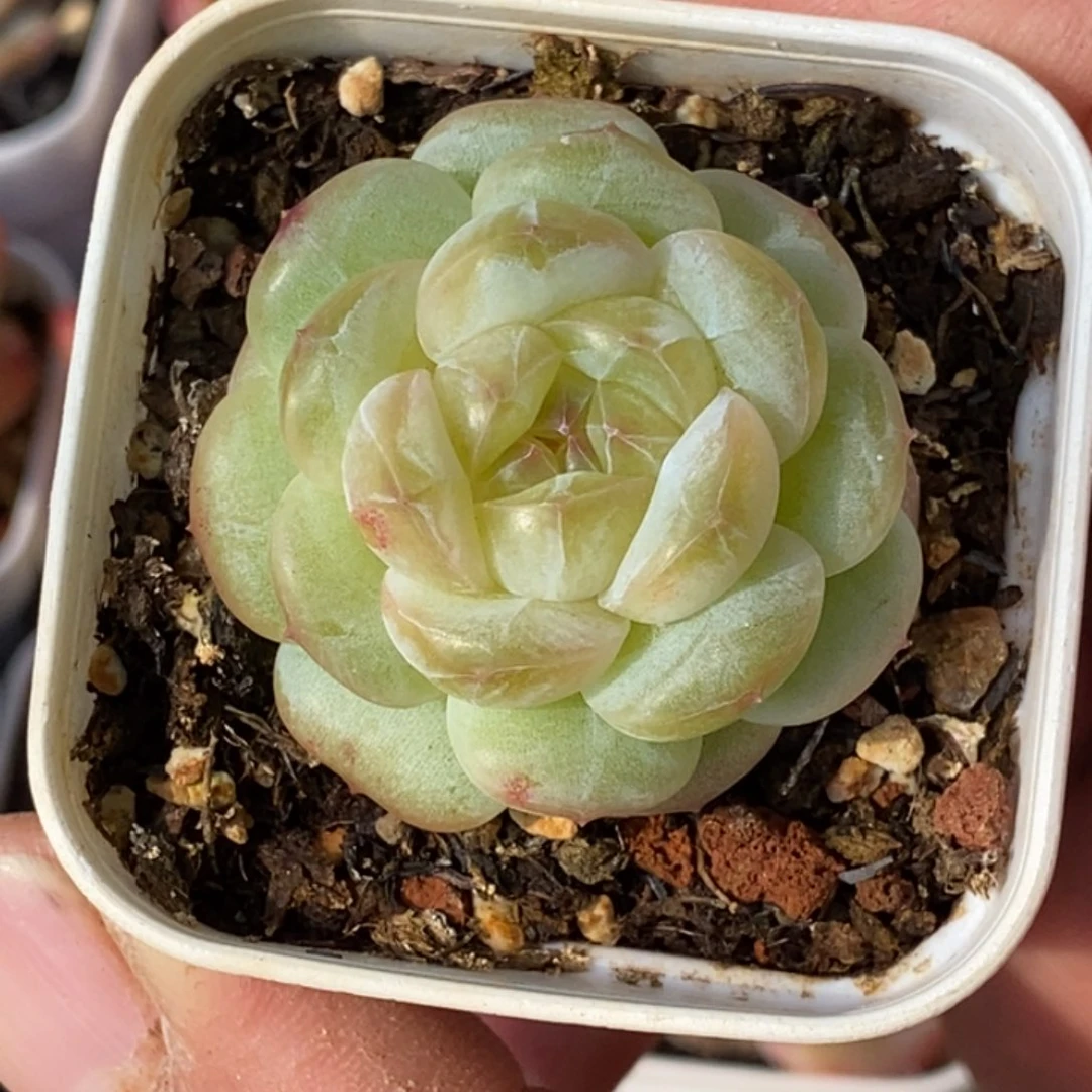 天官赐福百无禁忌