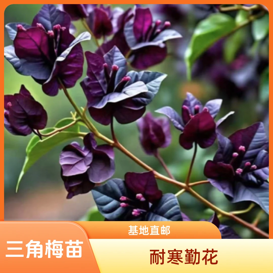 紫琉璃（超级贵货）四季勤花基地直邮不带花不带盆