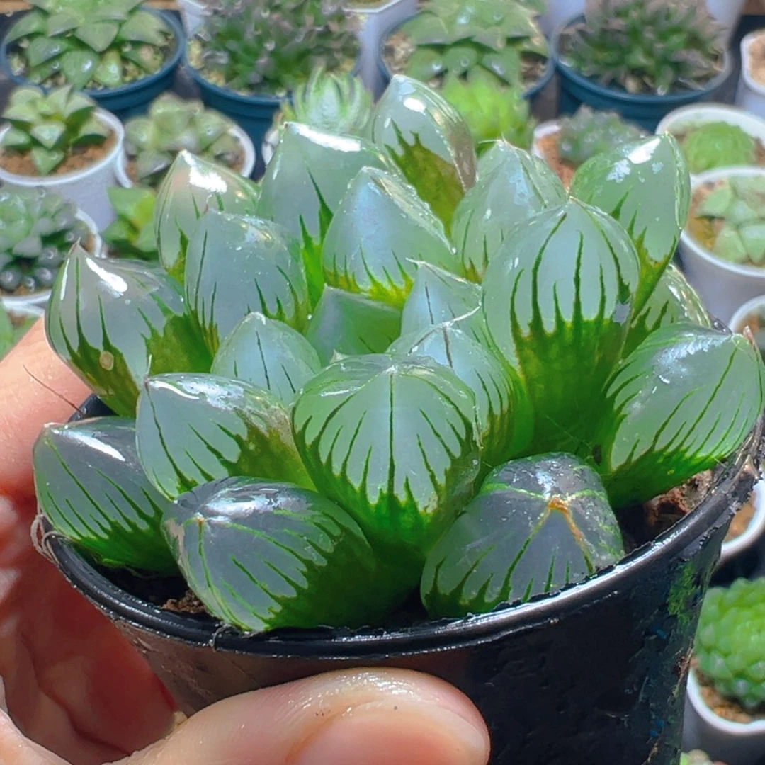 万象盆水晶玉露多肉1