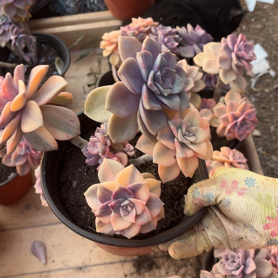 s****y多肉植物紫乐景Z29