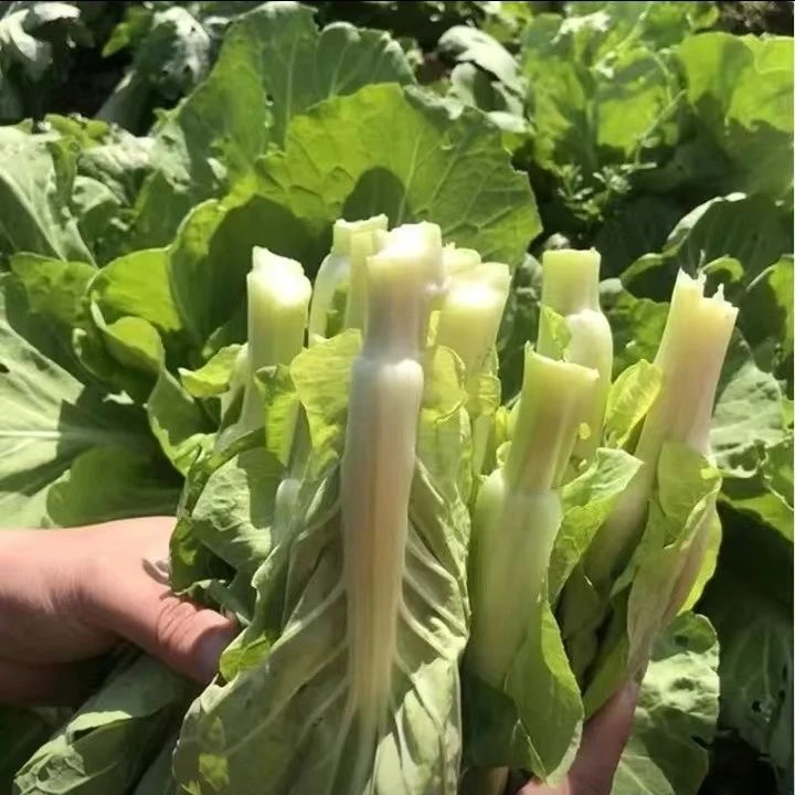 新鲜农家白菜苔现摘应季蔬菜露天种植脆嫩可口
