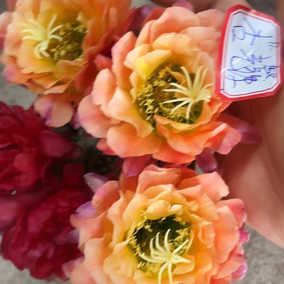 毛杏光辉无根侧牙四五公分