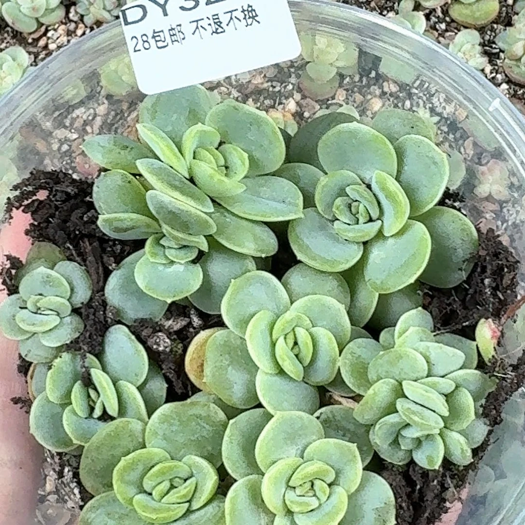 多肉植物糖心珍妮编号324