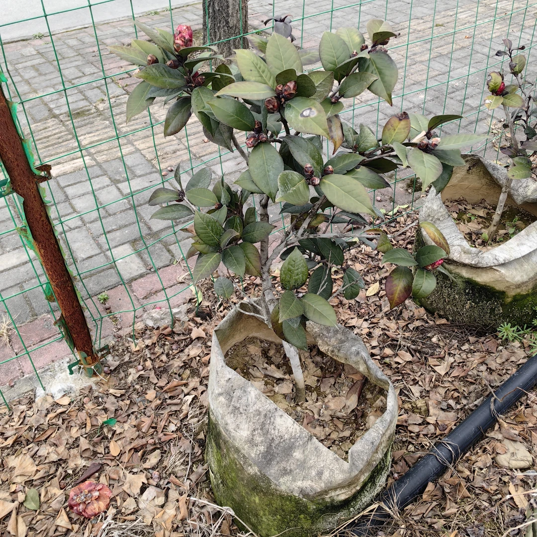 红叶贝拉，实生苗