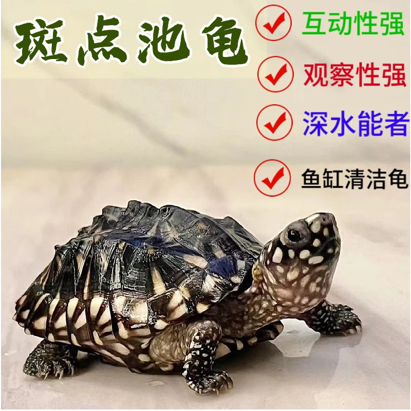 李老板家斑点深水龟