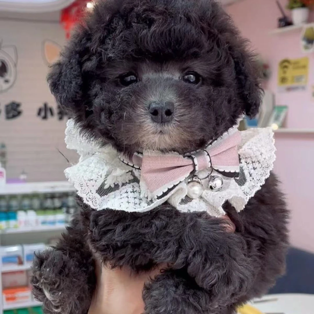 纯种泰迪幼犬飞耳泰迪茶杯长不大活物犬泰迪贵宾犬灰泰迪宠物狗