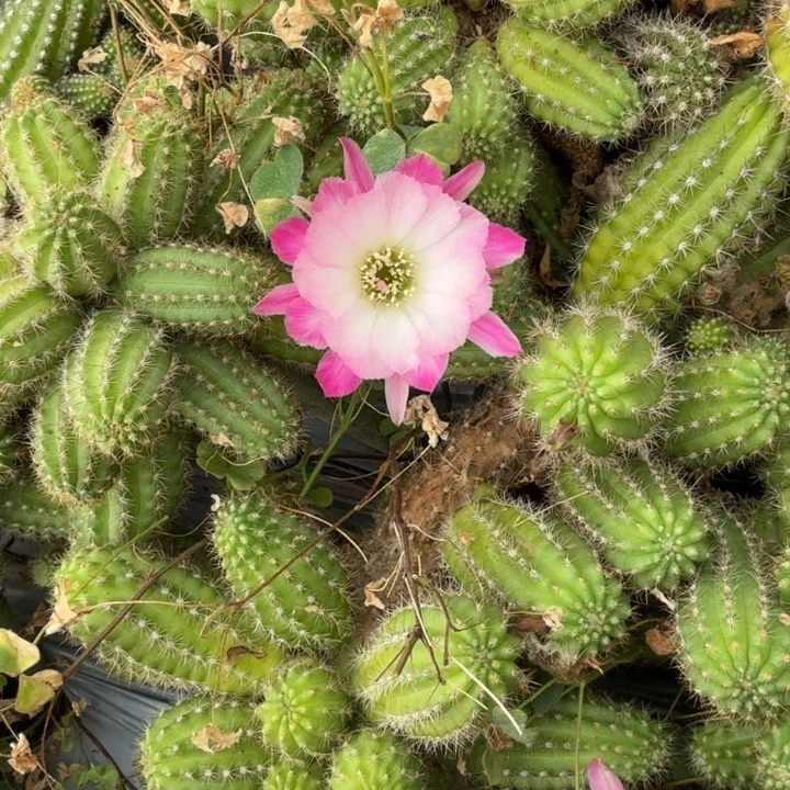 白檀仙人掌1007侧芽一个
