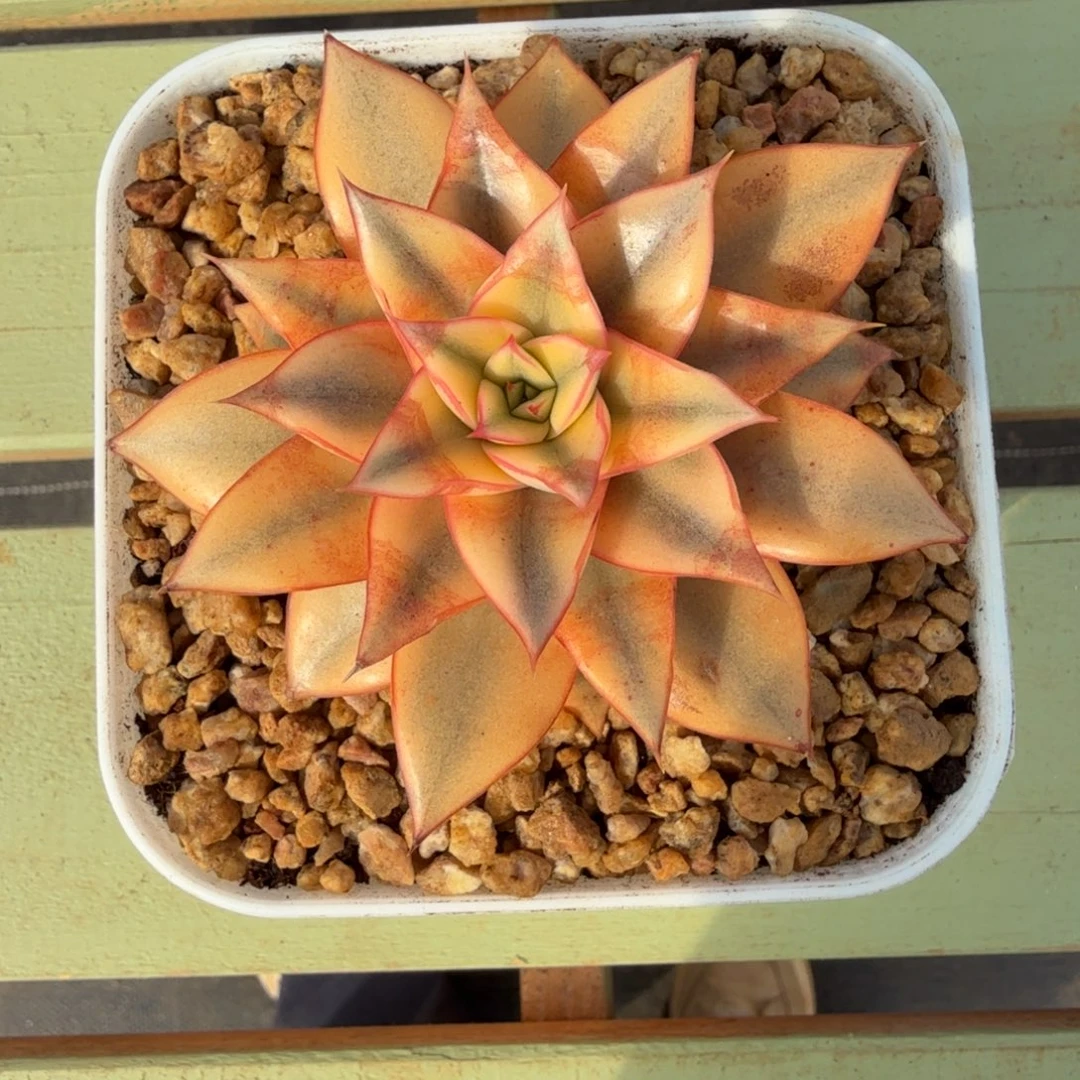 麒麟座锦锦上园艺一物一拍
